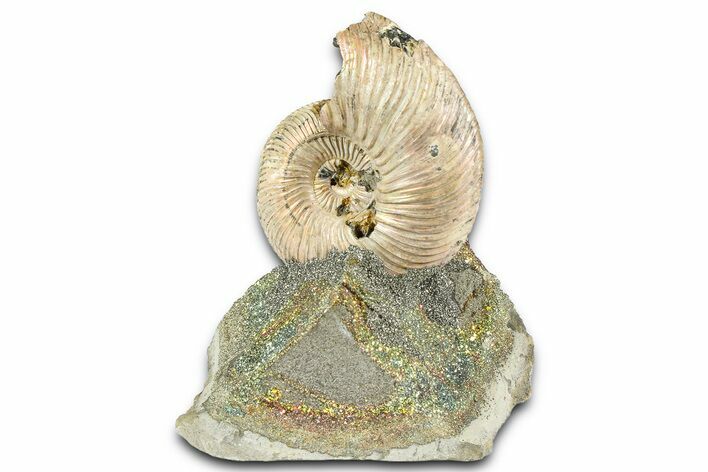 Iridescent Pyritized Ammonite (Quenstedticeras) Fossil Display #368850